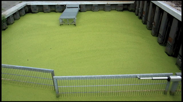 Millionen gr&uuml;ner Wasserlinsen schwimmen auf der Wasseroberfl&auml;che