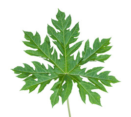 Papaya leaf isolated on white