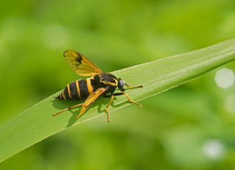 Large striped fly