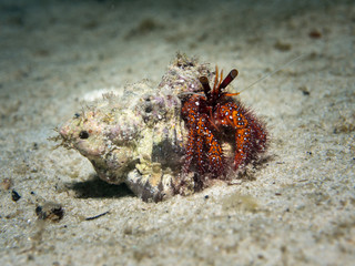 White Sopt Hermit Crab - Dardanus megistos