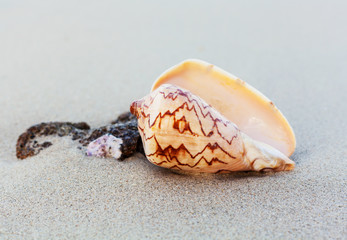Beautiful shellfish on the tropical beach.