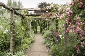 Pink roses on a pergola - 55258699