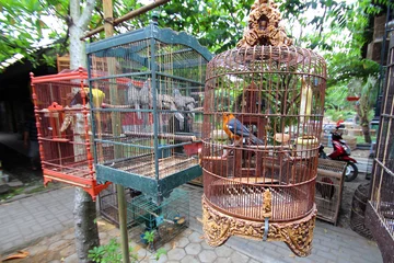  Indonésie - Marché aux oiseaux © Brad Pict