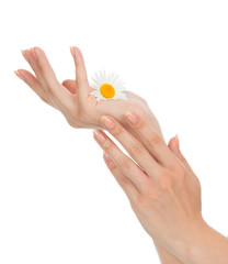 woman hands french manicure with chamomile daisy flowers
