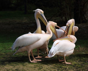 pélicans blancs en réunion