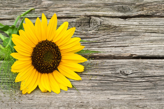 Fototapeta sunflower