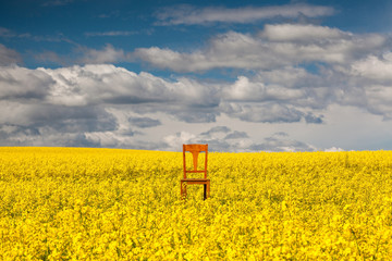 Lonely chair on the empty rape field