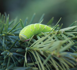 Chenille Sphinx