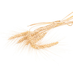 ears of wheat isolated on white
