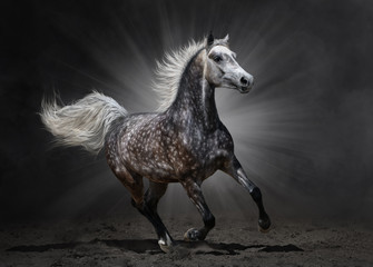 Gray arabian horse gallops on dark background