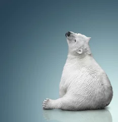 Foto op Plexiglas kleine ijsbeerwelp © coffeemill
