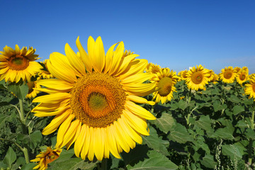 tournesol 02