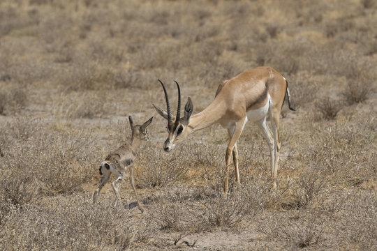 Newborn Gazelle And Mother