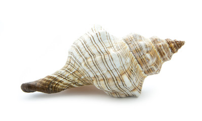 shell