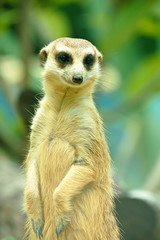 Fototapeta premium Meerkats