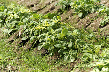 Potato field