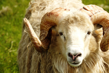 Adult ram sheep in a grass field