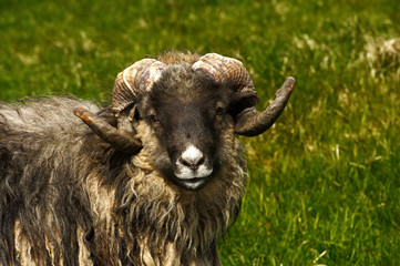 Adult ram sheep in a grass field