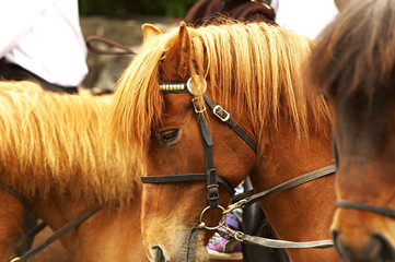 Horse on a parade