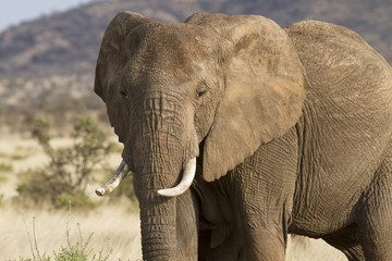 Fototapety  Portret słonia afrykańskiego