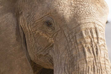 Fototapety  Portret słonia afrykańskiego