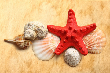 Seastar and seashells on stained paper