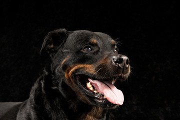 Pure breed rottweiler on black background