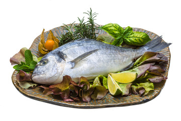 Fresh raw dorada