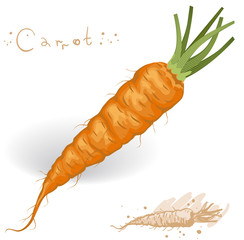 Carrot. Vector.