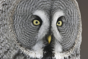 Great-grey owl, Strix nebulosa