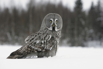 Great-grey owl, Strix nebulosa