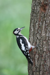 Great-spotted woodpecker, Dendrocopos major