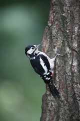 Great-spotted woodpecker, Dendrocopos major