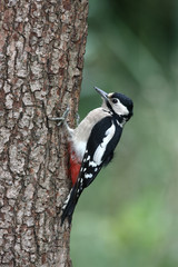 Great-spotted woodpecker, Dendrocopos major