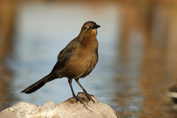 Great-tailed grackle, Quiscalus mexicanus