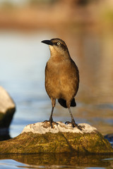 Great-tailed grackle, Quiscalus mexicanus