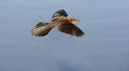 Great-tailed grackle, Quiscalus mexicanus