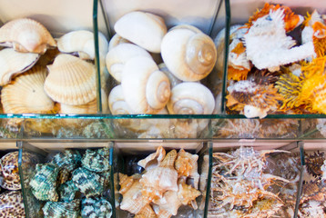 Shells.