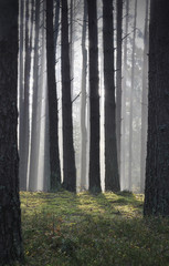 Autumn mist in forest