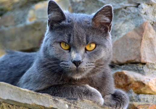 Simp&aacute;tico gatito gris