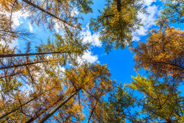 Tree tops in a forest in autumn