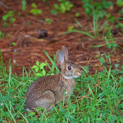 Rabbit portrait
