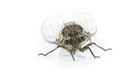 cicada insect isolated on white background.