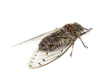 cicada insect isolated on white background