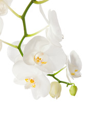 Naklejka na ściany i meble Biała orchidea na białym tle