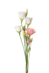 white  and pink flowers isolated on white. eustoma
