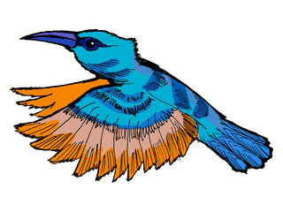 hummingbird
