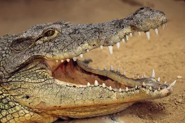 Crédence de cuisine en verre imprimé Crocodile crocodile du nil