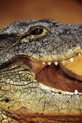 Obraz premium nile crocodile