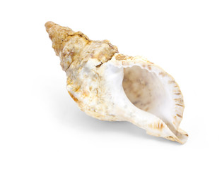 seashell